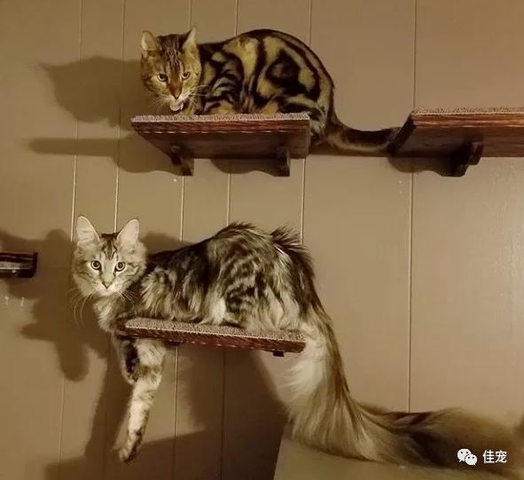 怎么选好的缅因猫,7000的缅因猫vs10000的缅因猫
