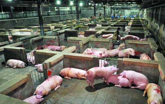 肉荒（6）：灾荒降临人性尽失，饲养克隆婴儿为食