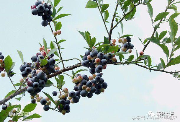 乌饭树做盆景教程,大叶乌饭树和小叶乌饭树都开花吗