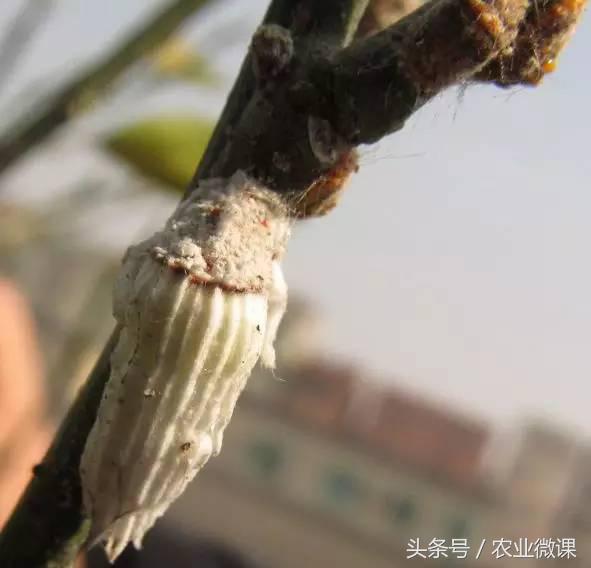 橘树生虫用什么药防治,八种害虫