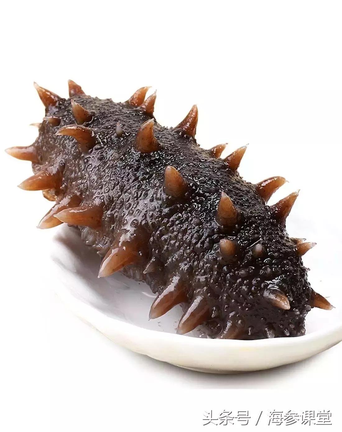 小海参和大海参营养有什么区别,淡干海参和鲜食海参哪个更有营养
