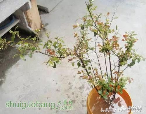 乌饭树做盆景教程,大叶乌饭树和小叶乌饭树都开花吗