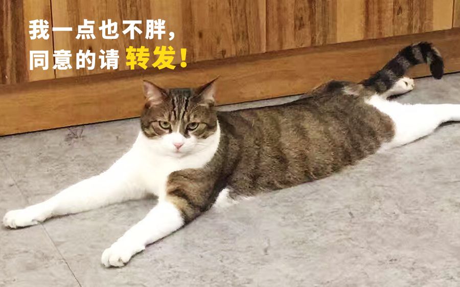 朱家角古镇美食,朱家角古镇一日游最佳攻略