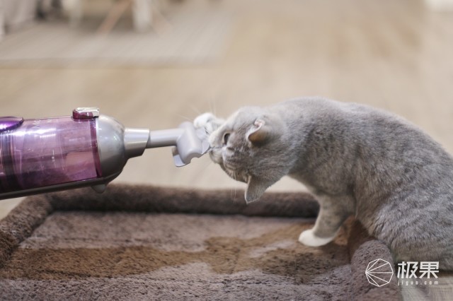 猫奴必做攻略,猫奴必看喵星人