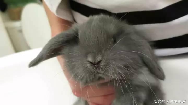 如何给兔子洗澡不出问题,怎么给兔子洗澡