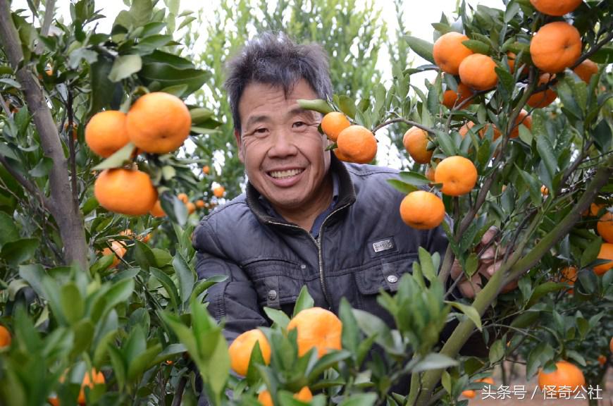 柑橘防寒防冻最佳方法,柑橘冻害防御措施图解