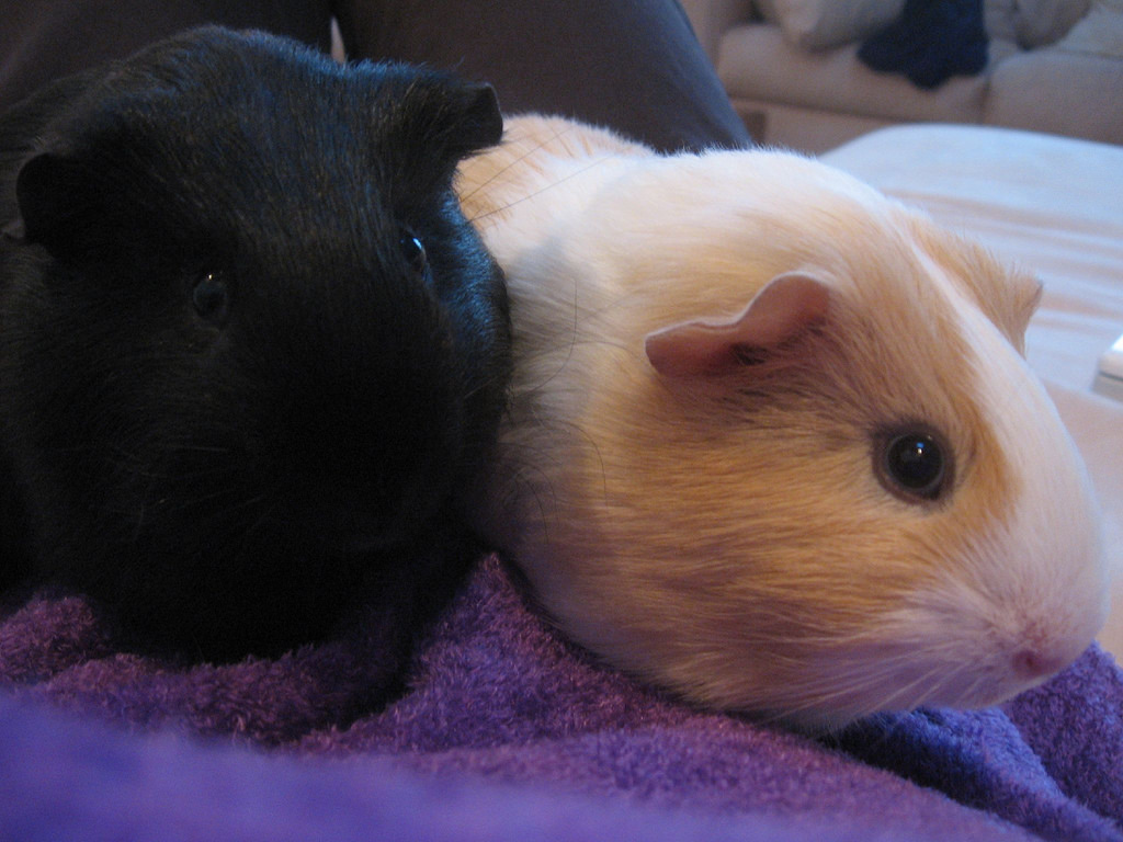 荷兰猪是什么物种,荷兰猪是属于鼠吗