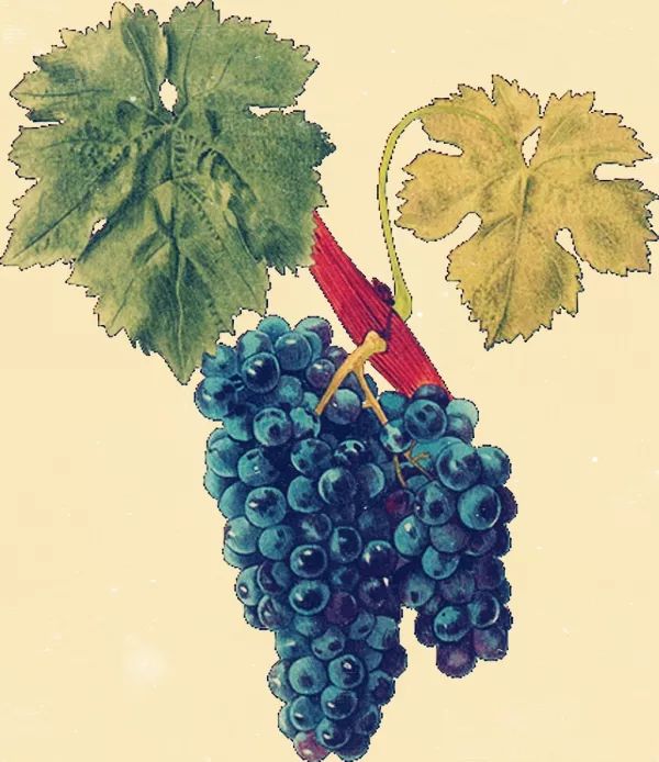 那些兼具美、雅的葡萄酒名字，如何在晚清时期诞生的