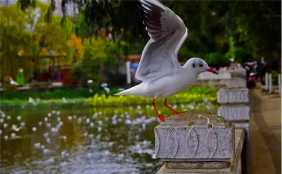 落地自驾云贵黄果树瀑布罗平油菜花元阳梯田西双版纳11日游