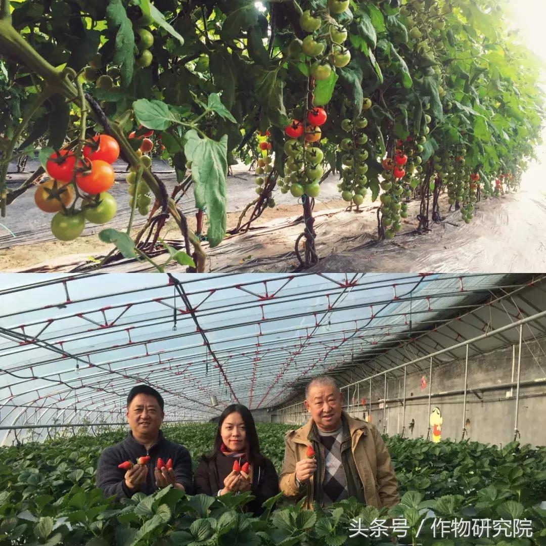 山东设施蔬菜如何在菜价跌落三成、市场遇艰下突出重围？