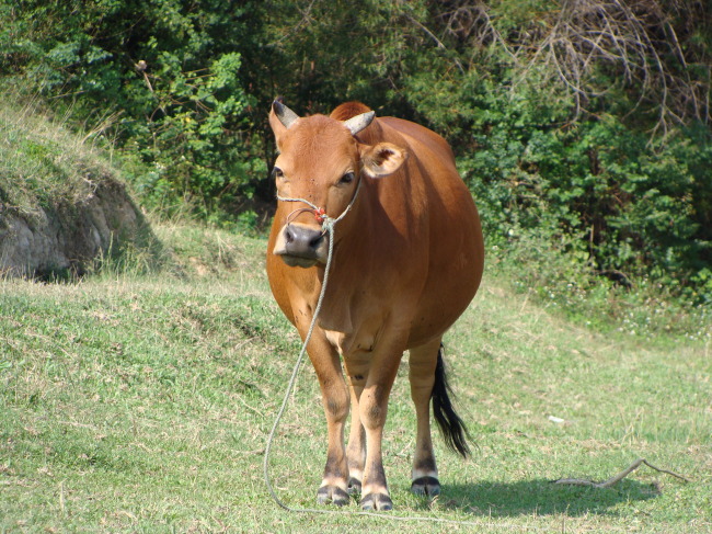 十二生肖的桃花运和运势,2012年4月13日十二生肖运势与桃花