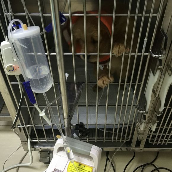 金毛8个月得了细小自救,两个月狗狗得了细小和冠状