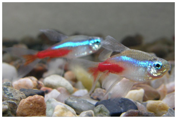 小型红绿灯热带观赏鱼大全,淡水热带红绿灯鱼