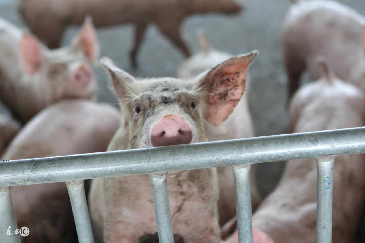 全国生猪出栏排行榜,2019年生猪出栏量各省排名