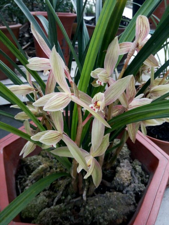 这五种花不能养,5种不能多浇水的花