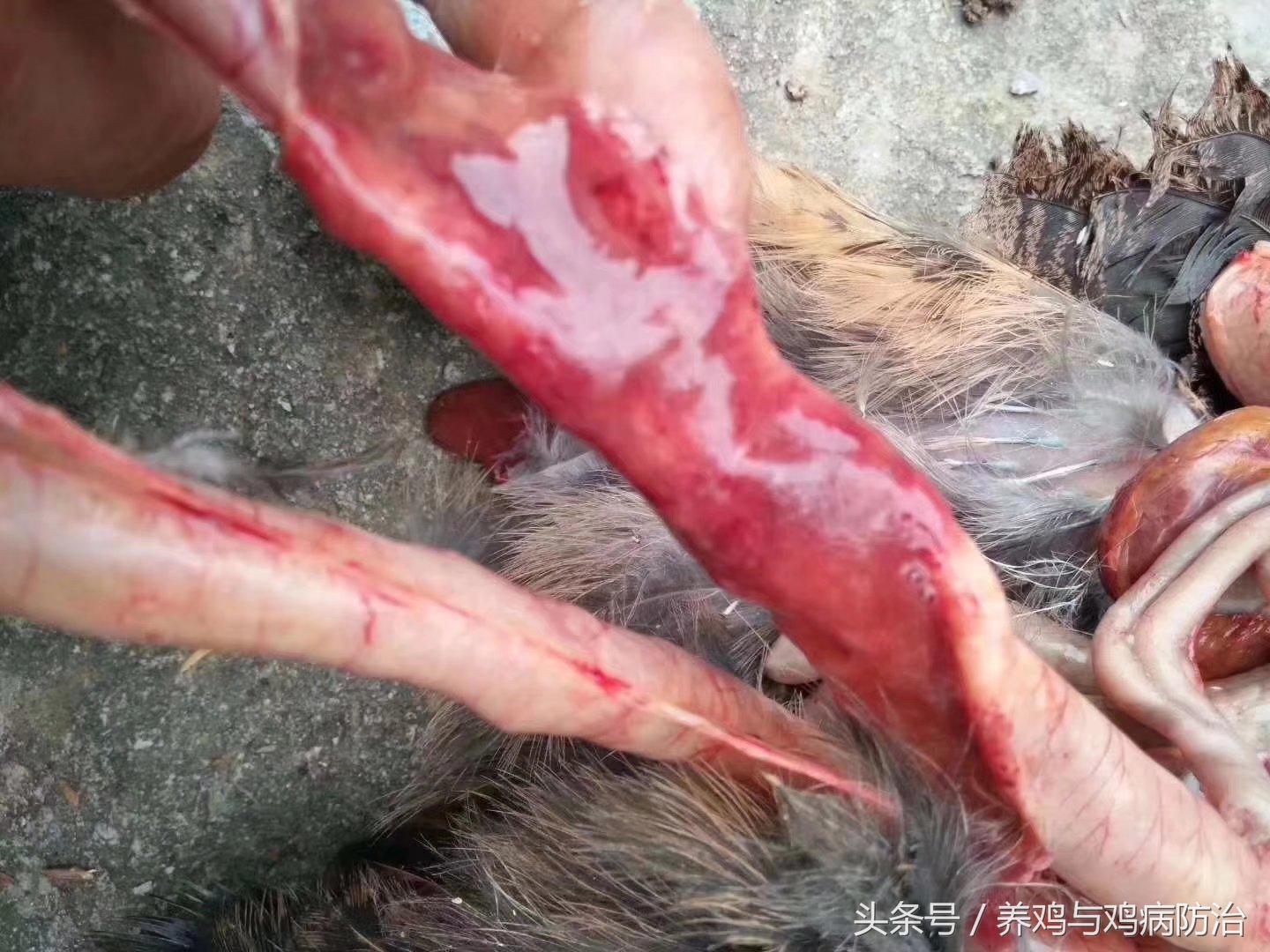 养鸡对肠道好吗,养鸡最好的肠道药