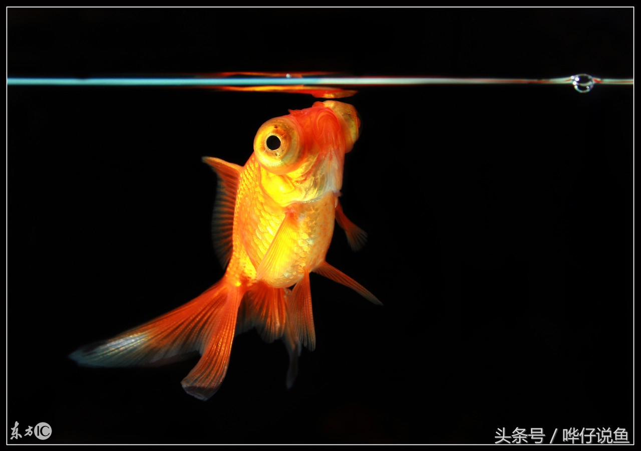 快打住!开水族店的这个念头就此打住,你把这件事想得太简单了!