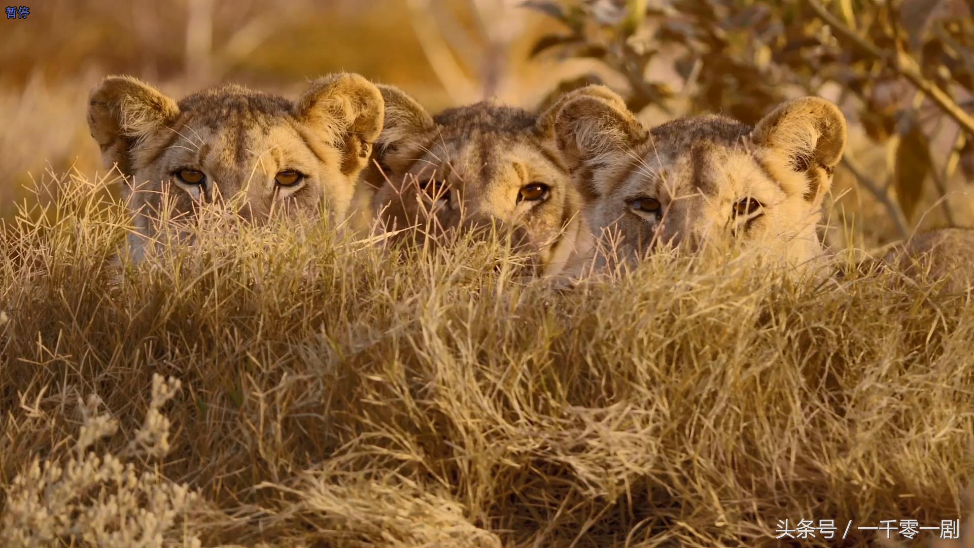我打赌，这部「三级片」让你从此走上喵生巅峰！