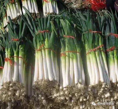 河南特产礼物,郑州特产送人的特色礼品