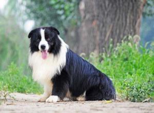 智商排名第一的狗狗、边境牧羊犬