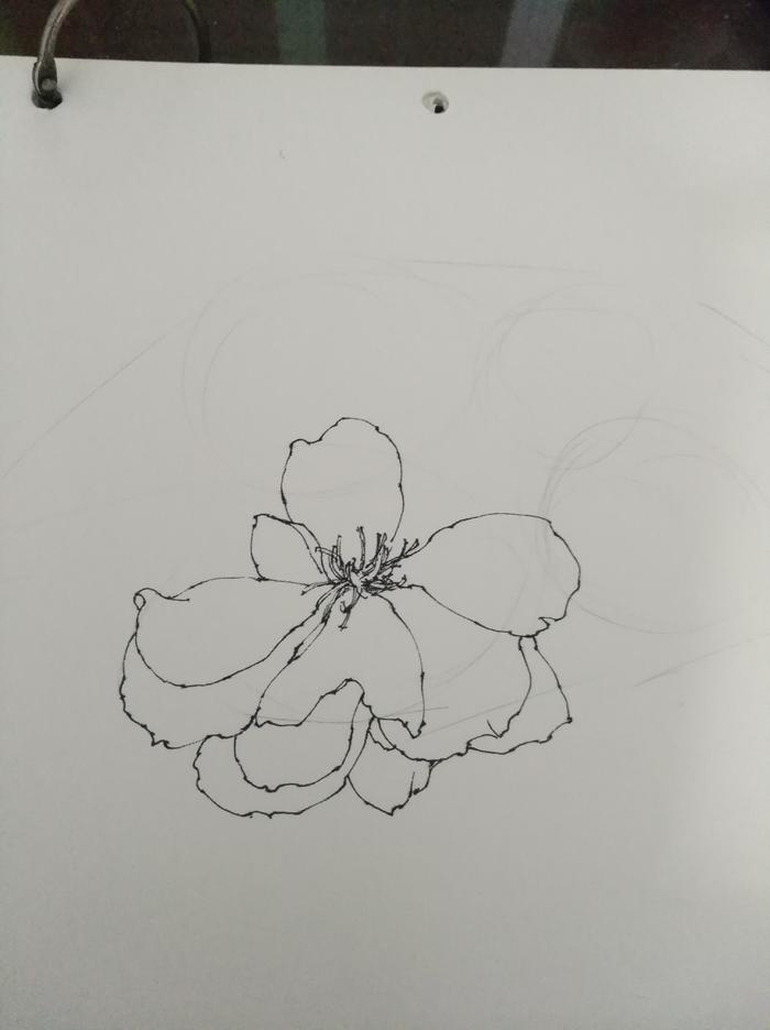 「手绘」河津樱花针管笔稿步骤