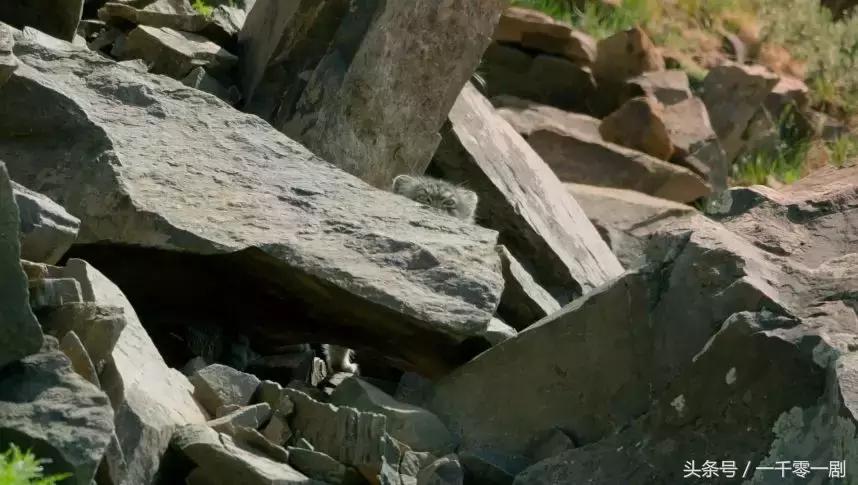 我打赌，这部「三级片」让你从此走上喵生巅峰！