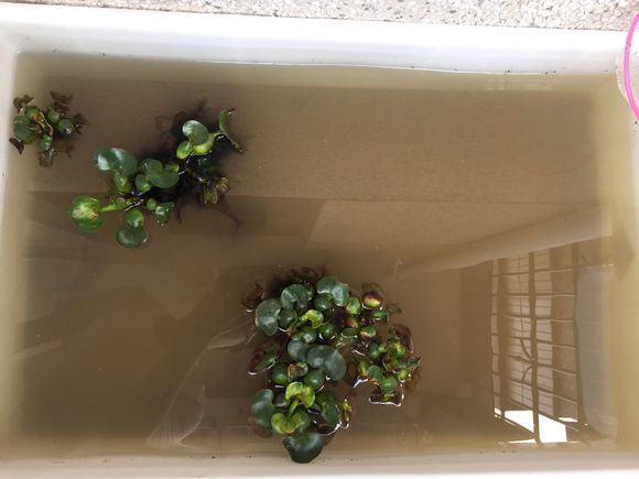 泥水养龟乌龟总是钻泥,龟友交流学习的一天