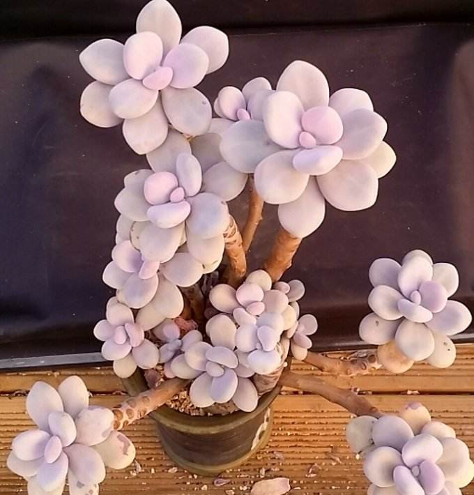 有钱买不到!这才是真正的多肉老桩