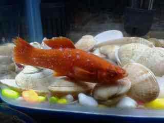 鱼类水霉病用什么消毒,鱼类水霉病防治方法