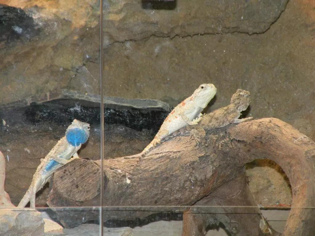 蓝色鬃狮蜥蜴稀有吗,鬃狮蜥黄系对比