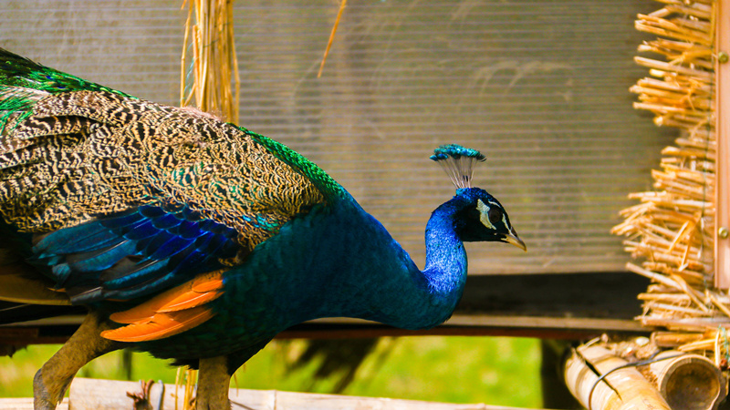 司徒小镇景区栖嬉园,山西司徒小镇栖嬉园