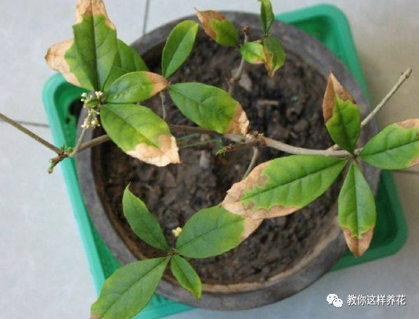 花草树木叶子发黄是什么原因,冬天为什么花卉叶子会发黄