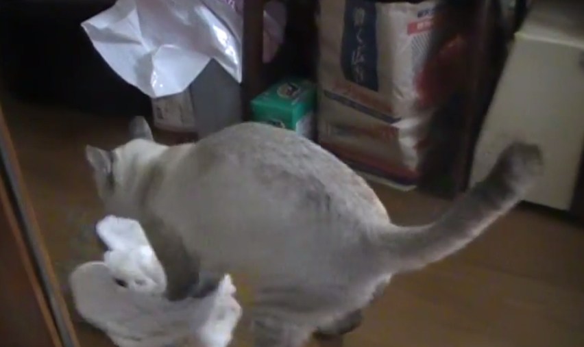 这位猫奴真是令人羡慕嫉妒恨，因为他家猫咪会用抺布地擦地板