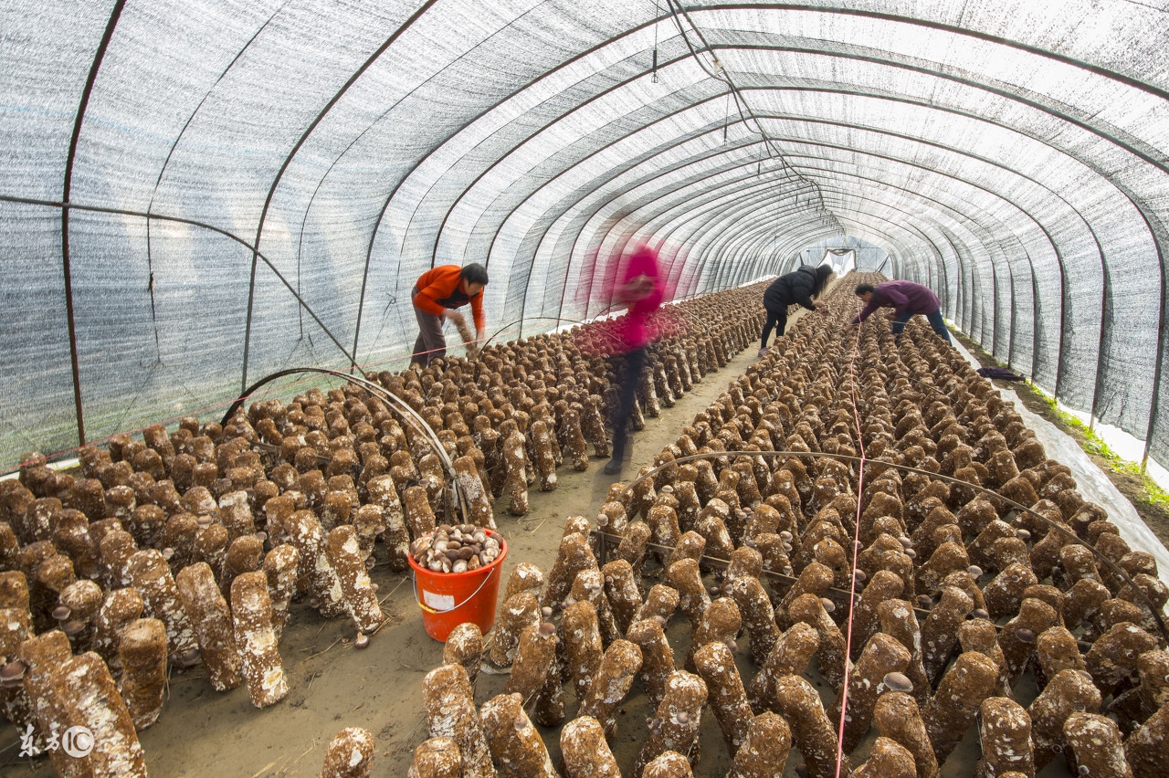 种蘑菇有前景吗,种蘑菇难不难