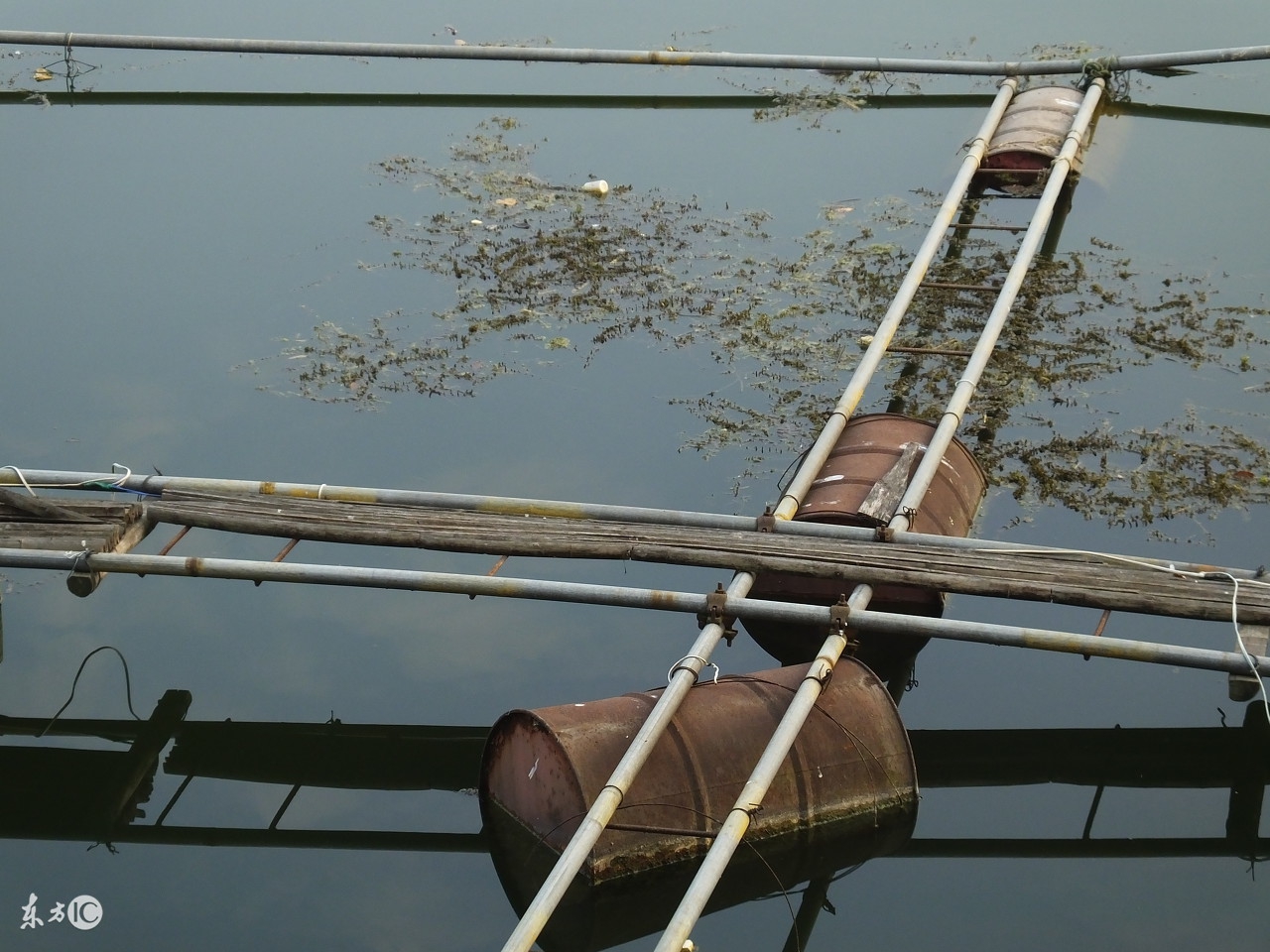 养殖水产身价几十亿,网箱水产养殖的好处和坏处