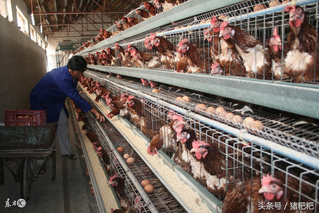 我国养殖蛋鸡规模发展趋势,2017蛋鸡养殖的前景