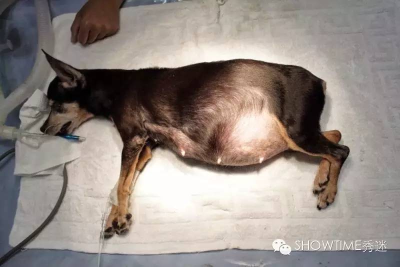 IsItTrue？未生育的狗狗比生育过的狗狗得子宫蓄脓的比例高？