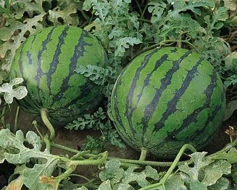 西瓜批发厂家西瓜代发平台,西瓜批发基地最新价格阜阳地区