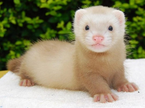 宠物貂怎么样,养宠物貂的基本知识有哪些