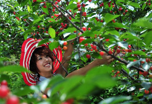 拿好这篇西安采摘樱桃指南,西安白鹿原樱桃采摘