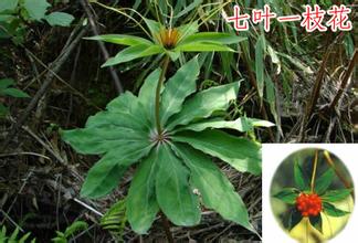 中药七叶一枝花是抗癌良药,七叶一枝花黄芪抗癌喝多久就见效