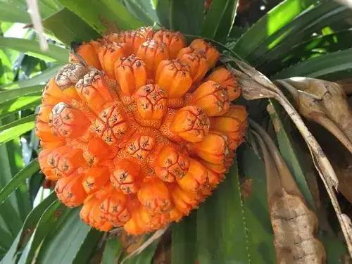 吃过这五种水果是土豪,这些水果吃过一半以上的全是土豪