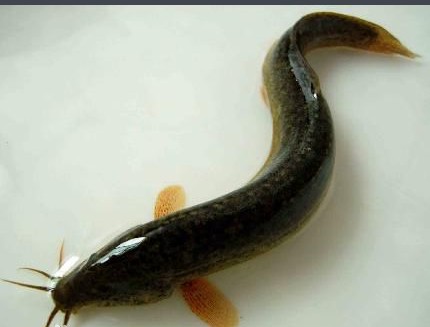 宝宝流虚汗盗汗一种食材既治标又治本