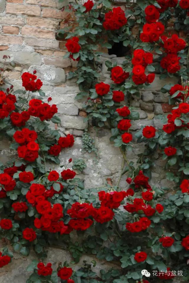 爬墙的花哪个爬得最快,爬墙很厉害的花卉