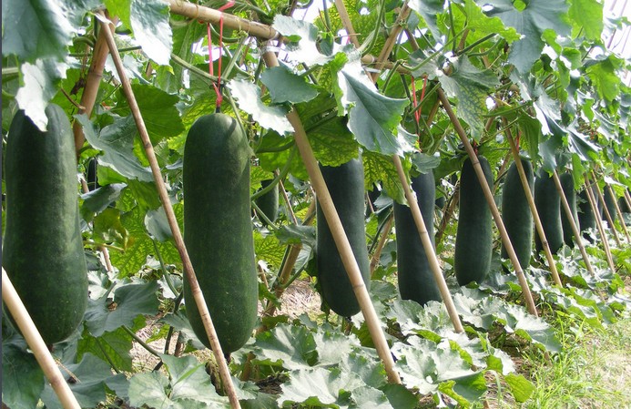 孕期水肿脚如何消肿瑜伽,孕期脚肿喝什么汤消肿快