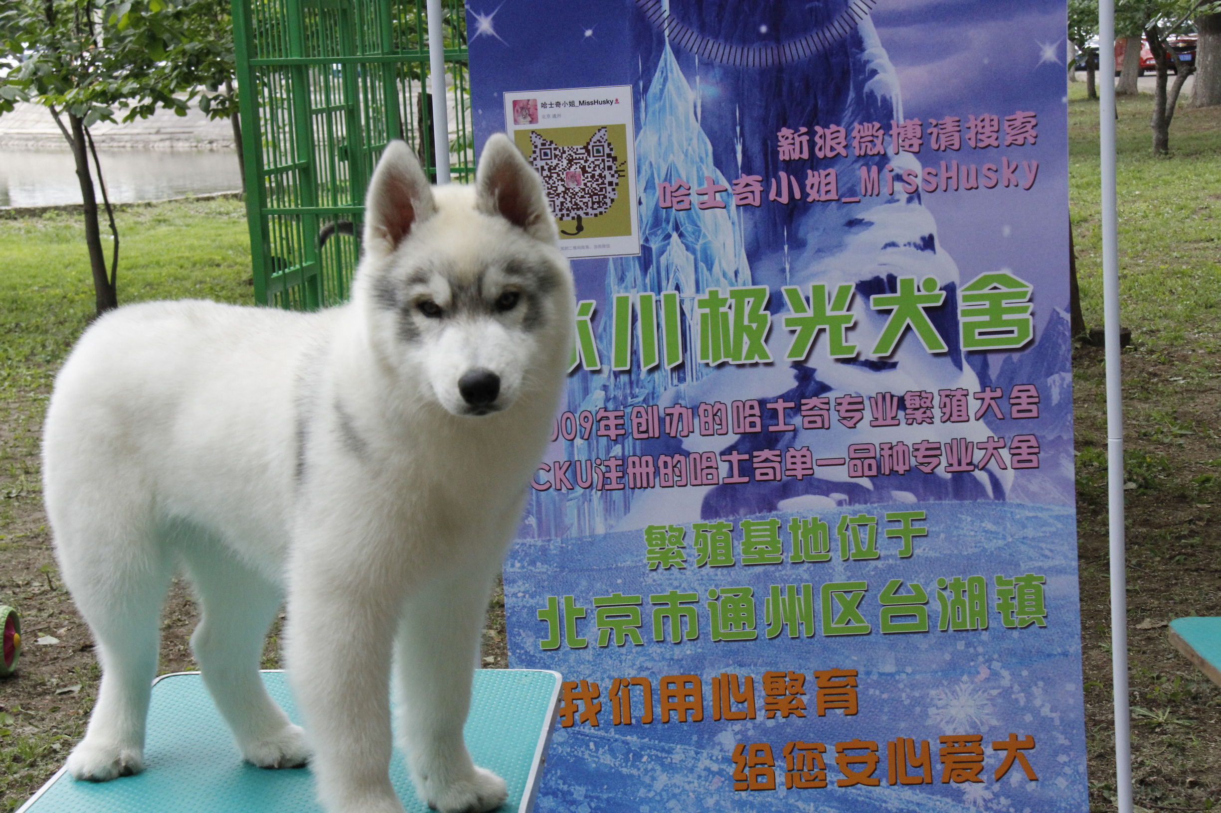 simon说狗：京北唯一纯种犬狗狗集市开业见闻