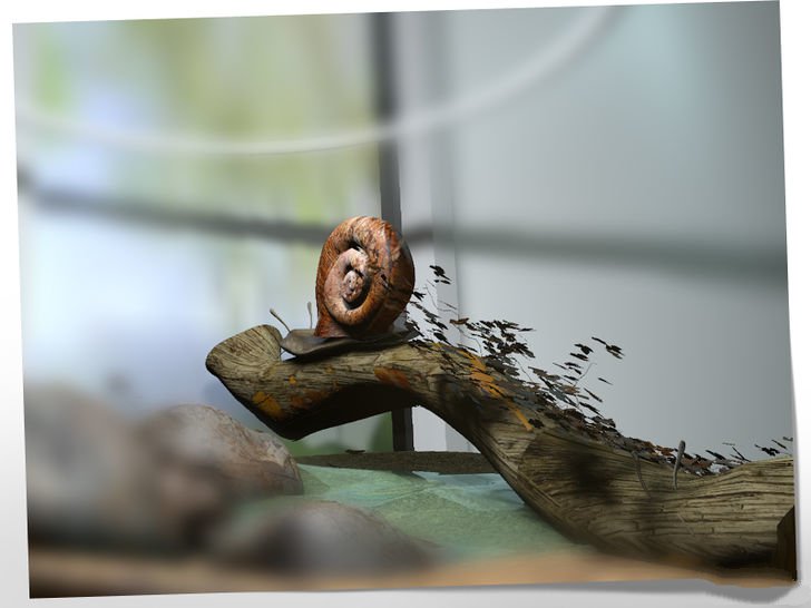 在家养蜗牛怎么养,如何养白玉蜗牛宠物