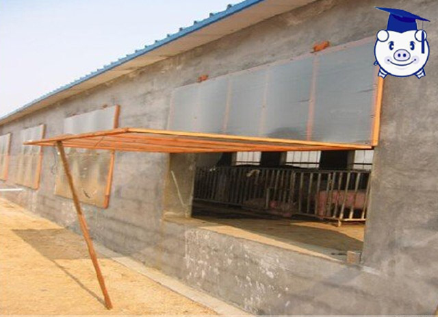 山泉水藏香猪散养基地猪舍建设,现代化散养户猪舍怎么建