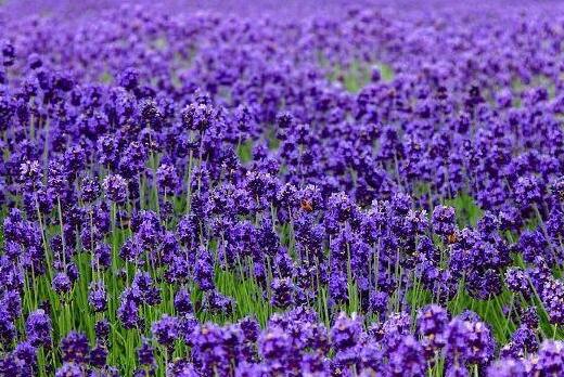 薰衣草什么时候开花什么时候败,山西交城庞泉沟薰衣草几月开花