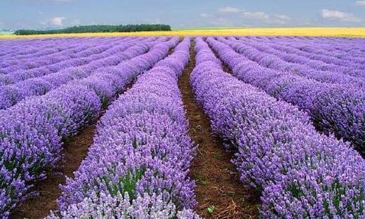 薰衣草什么时候开花最好看,衣草适合在什么季节开花